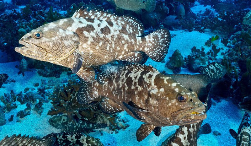 Cá song có vẻ ngoài dễ nhận biết, là đặc sản của nhiều vùng biển nước ta.