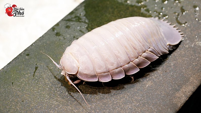 Bọ biển có cấu tạo gần giống tôm tít nhưng kích thước lớn hơn rất nhiều