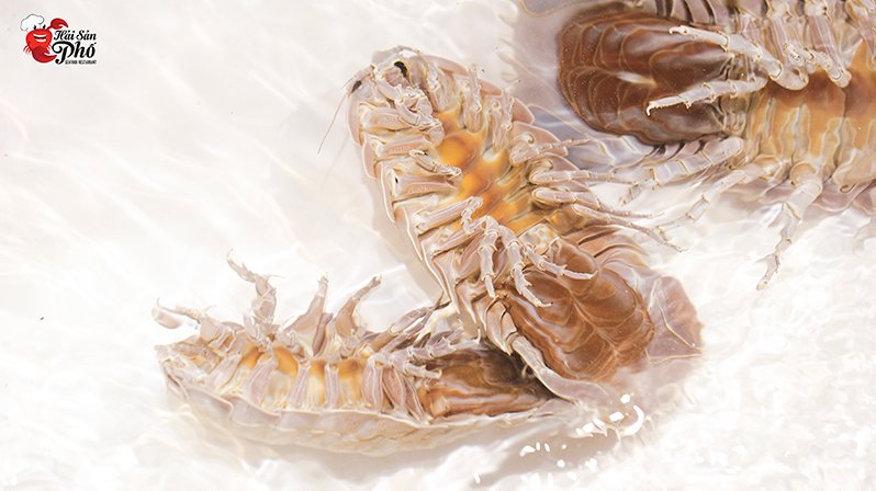 Bọ biển khổng lồ "size đại" chỉ có tại Hải Sản Phố