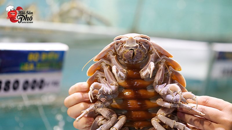 Trọng lượng trung bình một con nặng khoảng 1kg, con to có thể nặng tới 3 kg.