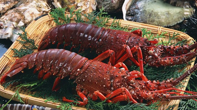 Tôm hùm đỏ hay còn gọi là tôm hùm lửa là loại hải sản ngon bậc nhất của đại dương.