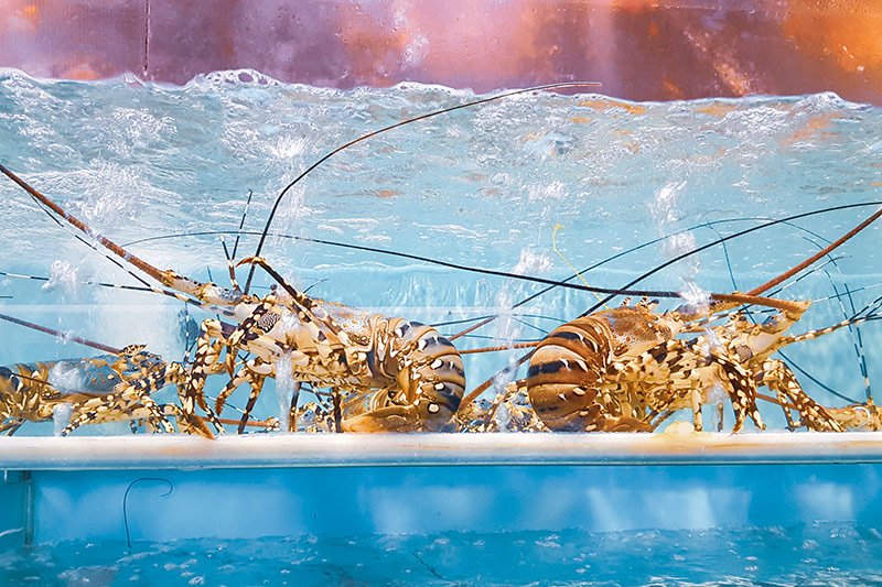 Tôm hùm là loại hải sản có giá trị dinh dưỡng cao