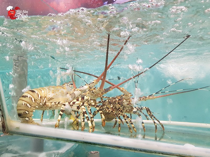 Nguồn hải sản phong phú, đa dạng với chất lượng đảm bảo tối đa