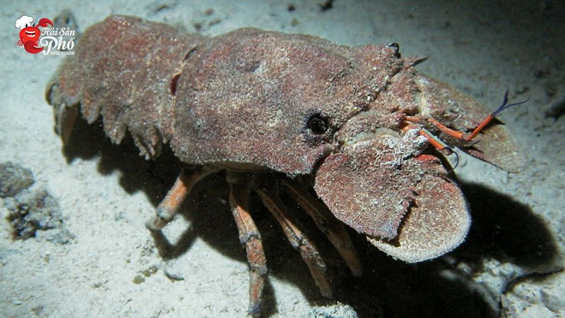 Tôm mũ ni sống sâu dưới các vách đá ngầm đại dương