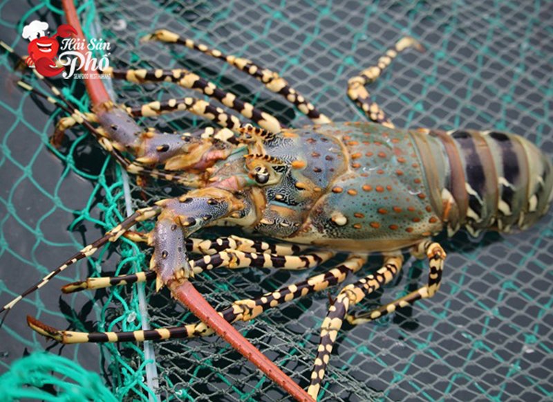 Tôm hùm bông tươi sống được nuôi trong bể hải sản tại nhà hàng