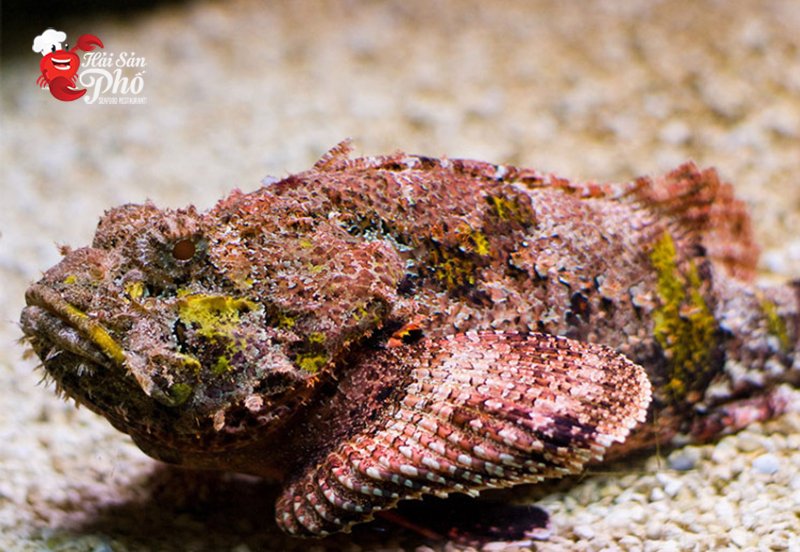 Cá mặt quỷ gây thu hút với vẻ ngoài độc đáo, lạ mắt