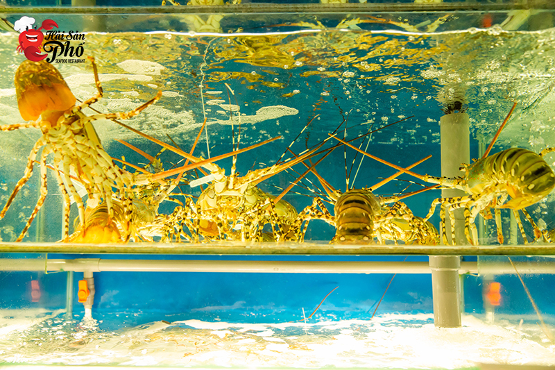 Nguồn hải sản tươi sống phong phú, đa dạng với chất lượng đảm bảo tối đa