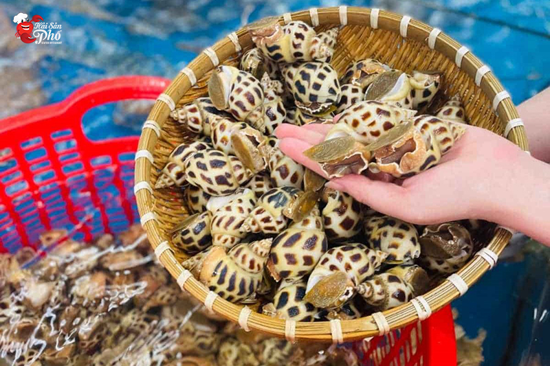 Những chú ốc hương tươi ngon “mập mạp” tại Hải Sản Phố