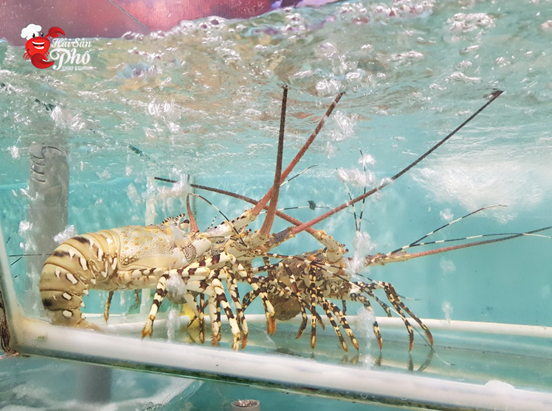 Hải sản được sục khí và thay nước hàng ngày nhằm đảm sự tươi ngon