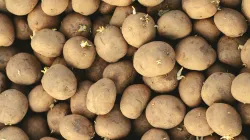 Bộ phận có độc ở rau củ quen thuộc và cách sơ chế an toàn
