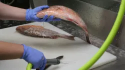 Khử vị đắng mật cá: 7 cách cứu cá bị vỡ mật hiệu quả