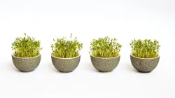 Rau mầm: lợi ích, cách chọn an toàn và 5 cách chế biến ngon