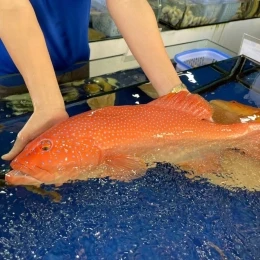 Cá Mú Đỏ Tự Nhiên Tươi Sống