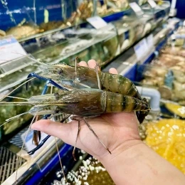 Tôm Càng Xanh tự nhiên tươi sống