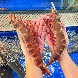 Tôm sú tự nhiên tươi sống