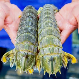 Tôm Tít (Size lớn) tự nhiên tươi sống