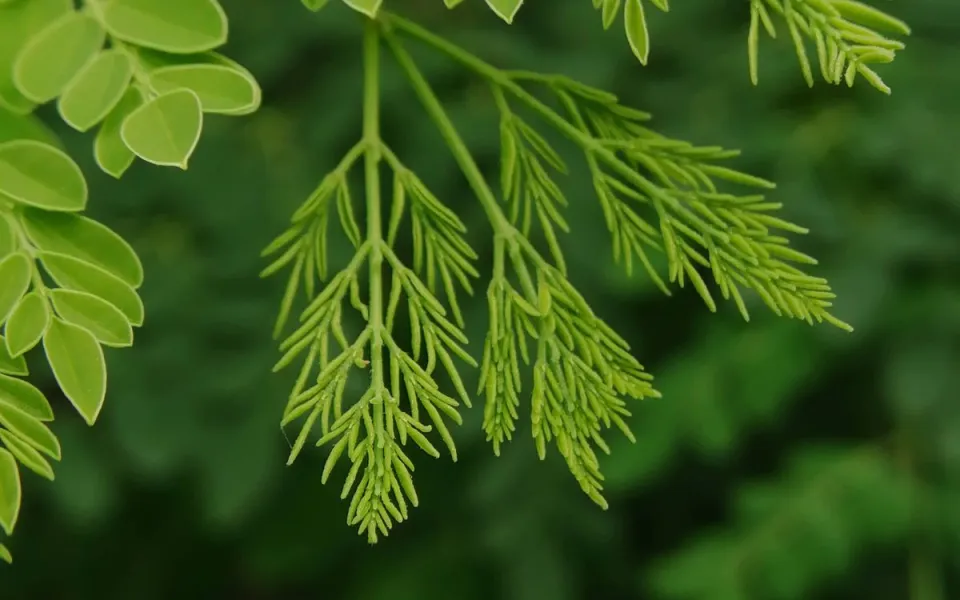 canh ch&ugrave;m ng&acirc;y