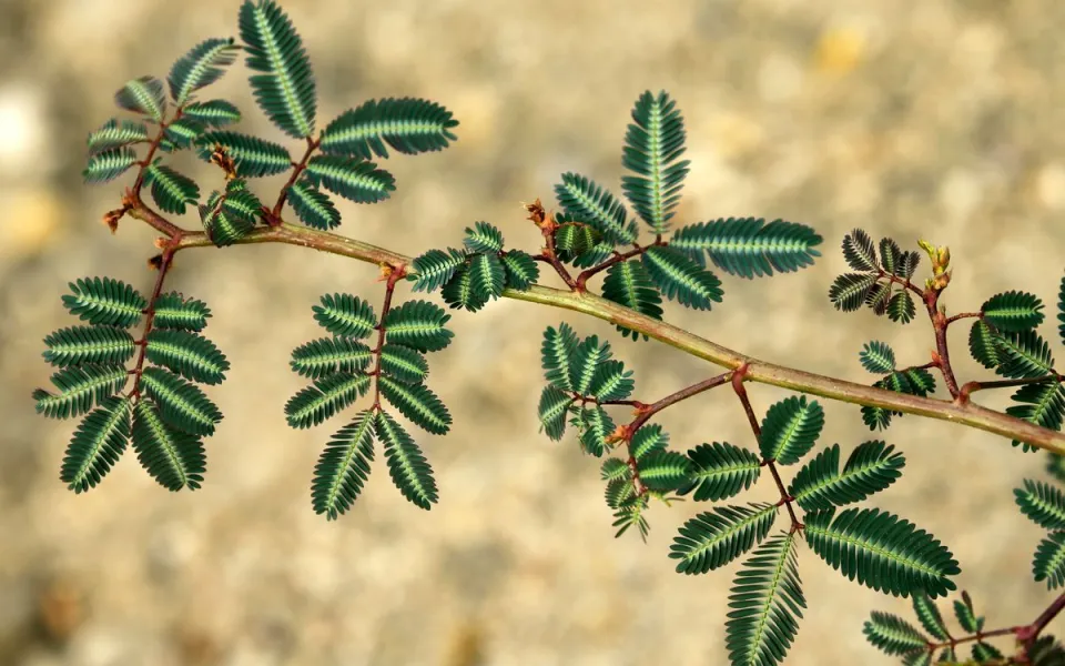 c&aacute;ch sơ chế rau nh&uacute;t