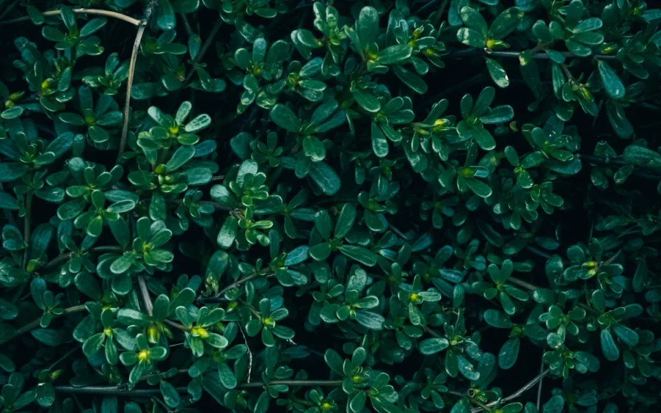 lợi &iacute;ch của rau sam