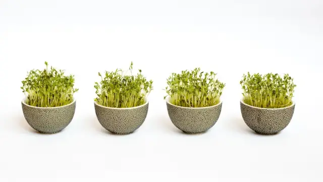 Rau mầm: lợi ích, cách chọn an toàn và 5 cách chế biến ngon