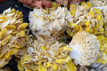 Nấm sò nhiều màu