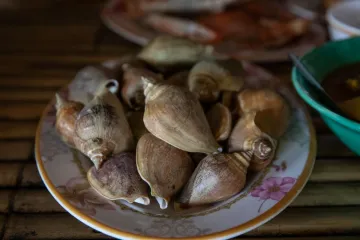 Đĩa ốc biển
