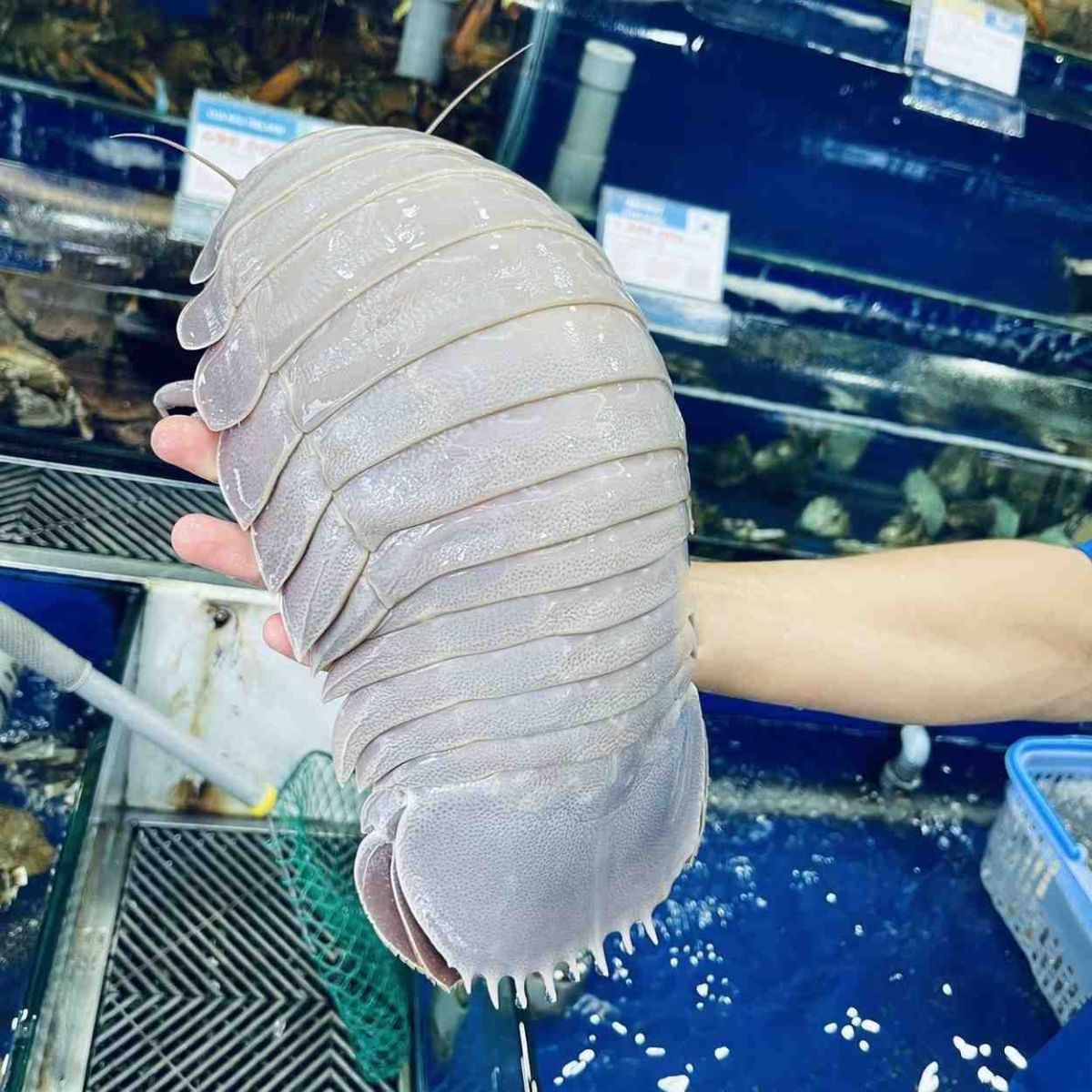 Bọ biển tươi sống 2